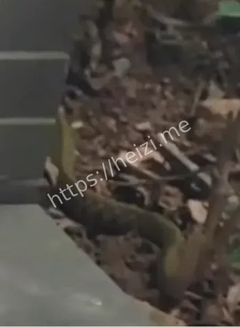 广州小区蛇群泛滥