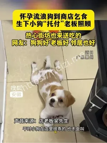 小狗托付